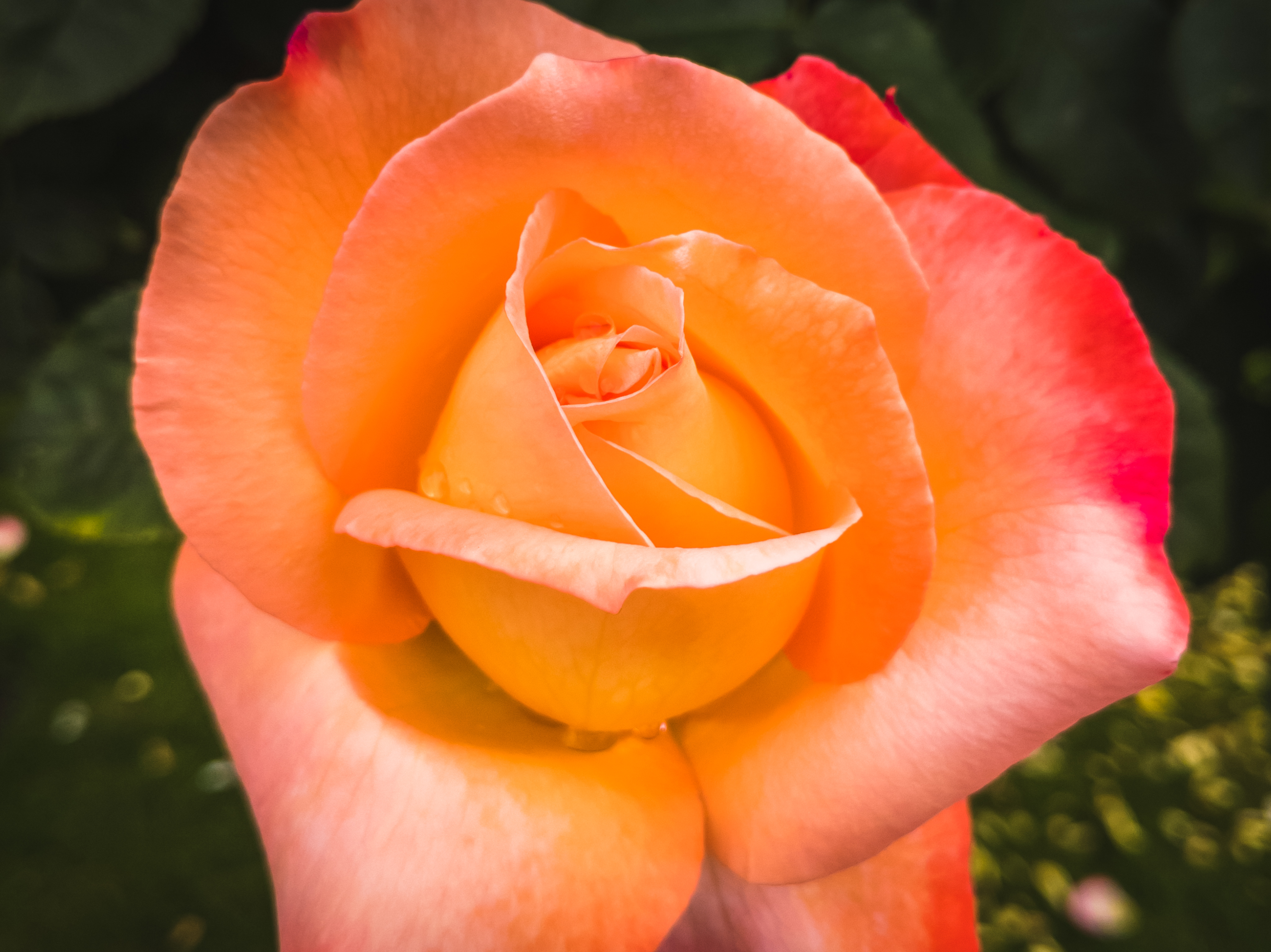 A Frohsinn Rose in Vienna's Volksgarten