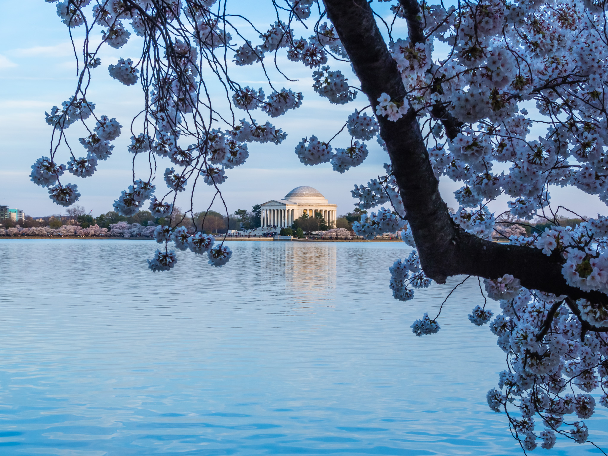 The Jefferson Memorial seen through cherry blossoms