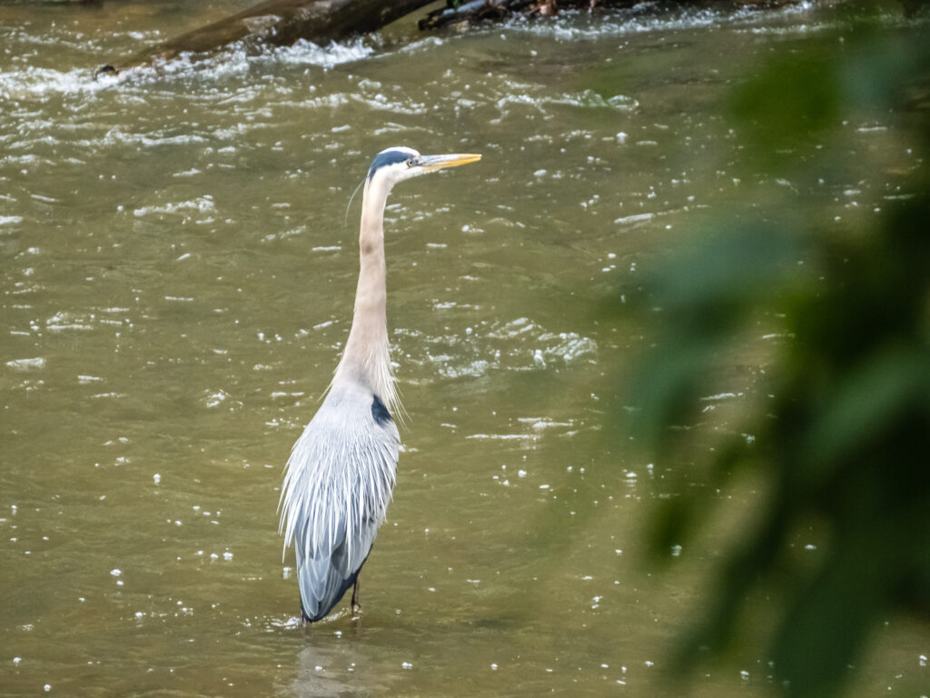 A blue heron standing in water
