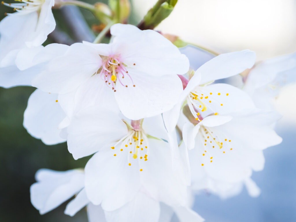 Cherry Blossom