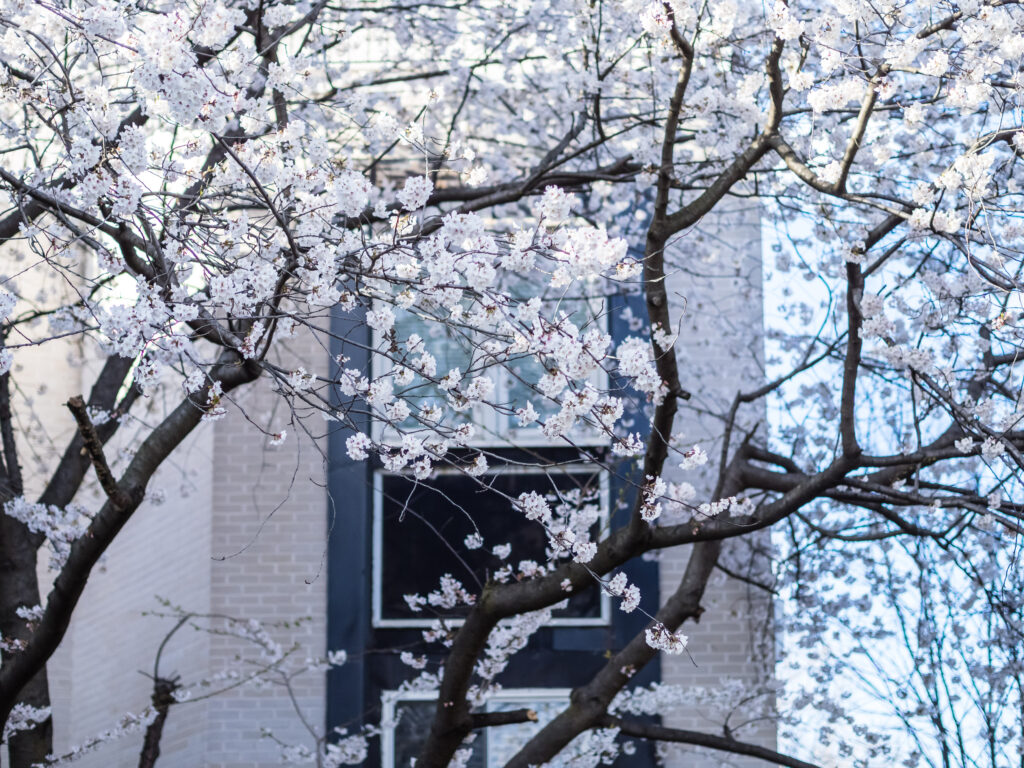 Blooming Cherry Tree