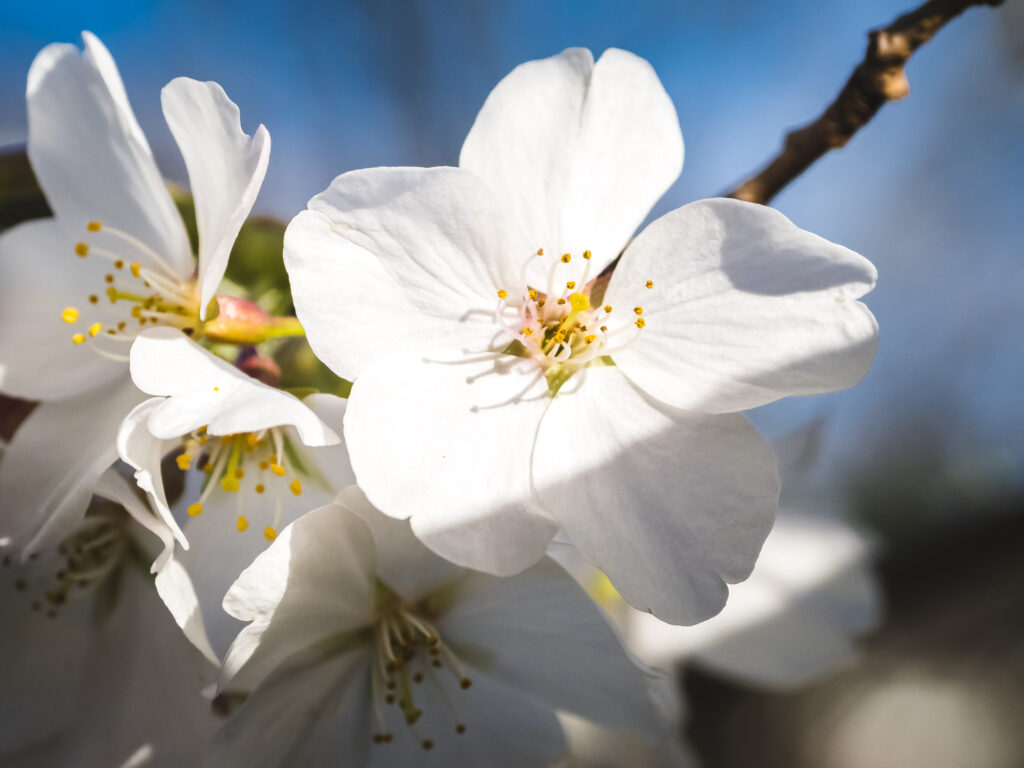 Cherry Blossom
