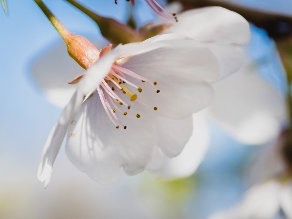 Cherry Blossom